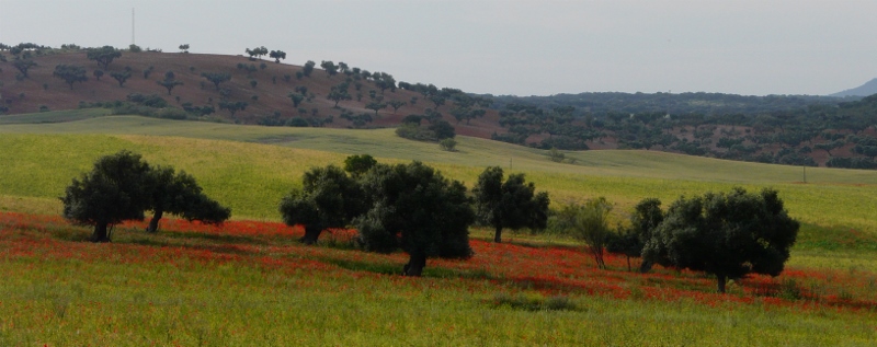 Dehesa Sevilla 2008