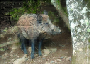 Image d'illustration du projet
